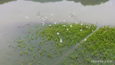 生态环境湿地白鹭栖息升格空镜